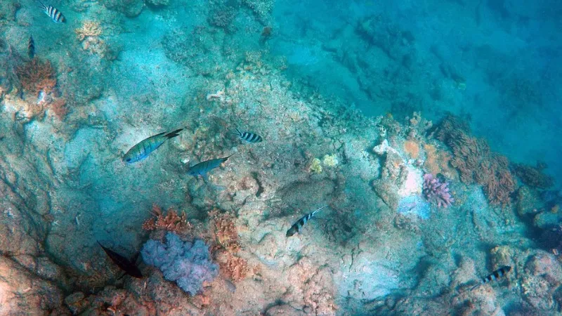 Роботы показали, что скрывают глубины Арктики