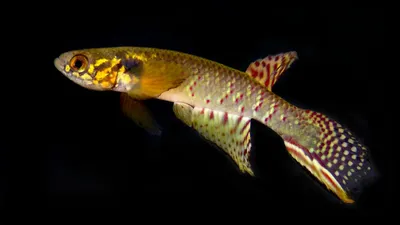 Рыбка, существо, фото - Новости Zakon.kz от 27.12.2025 21:28