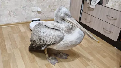 , фото - Новости Zakon.kz от 22.01.2026 11:42