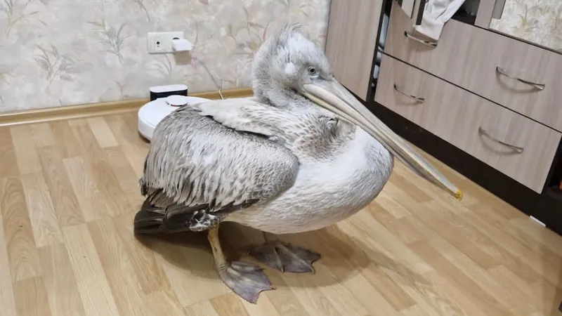 "Новогоднее чудо": в Семее замерзающий пеликан обрел дом благодаря отзывчивости людей