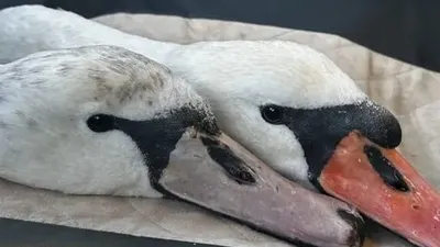 Лебеди в Павлодарской области, фото - Новости Zakon.kz от 27.12.2025 06:30