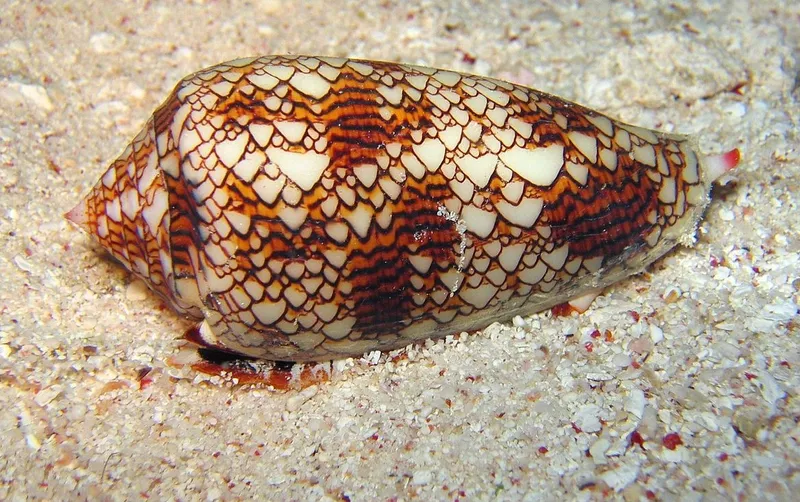 улитка, фото - Новости Zakon.kz от 30.12.2025 13:51