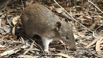 бандикут, фото - Новости Zakon.kz от 30.12.2025 13:51