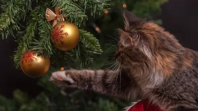 спасатели дали советы казахстанцам к Новому году, фото - Новости Zakon.kz от 30.12.2025 20:53