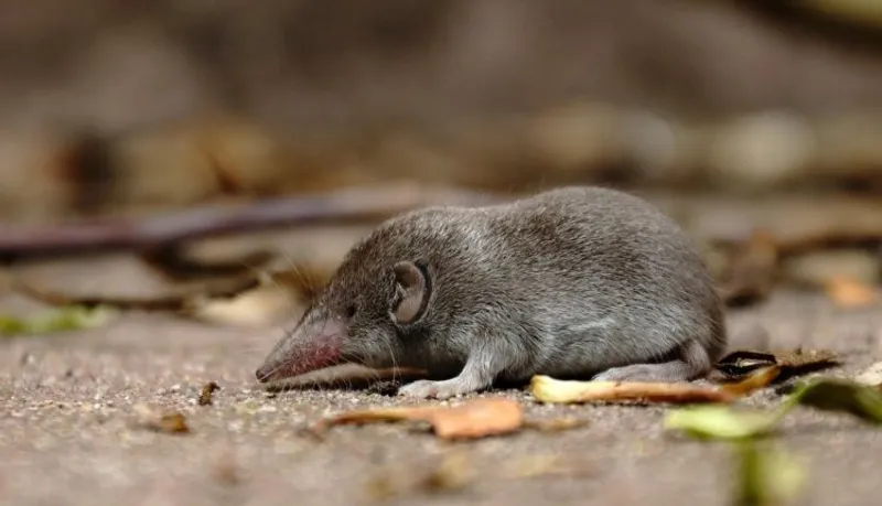 землеройка, фото - Новости Zakon.kz от 30.12.2025 13:51