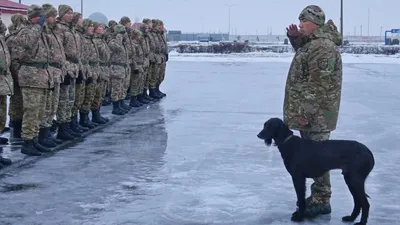 военнослужащие, собака, фото - Новости Zakon.kz от 31.12.2025 11:48