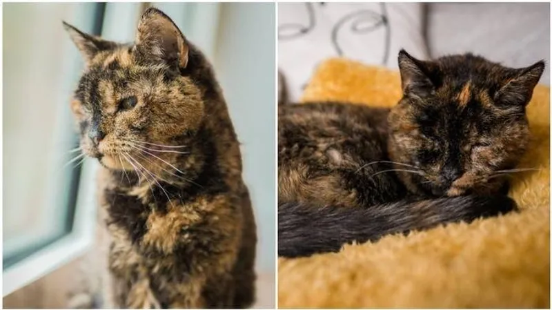 Старейшая в мире кошка отметила юбилей: сколько ей исполнилось