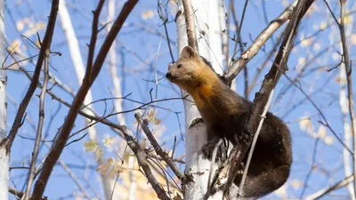 соболь, фото - Новости Zakon.kz от 31.12.2025 13:31