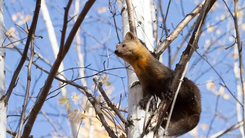 Мед на дереве и счастливый соболь – редкие кадры показали в нацпарке Казахстана