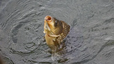 В Китае вывели рыбу без костей, фото - Новости Zakon.kz от 01.01.2026 07:28