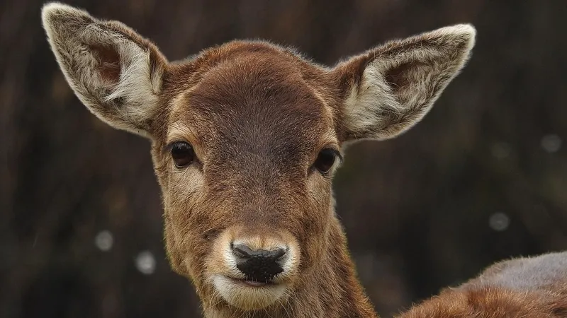 Санта потерял оленя: животное появилось на железной дороге в Италии