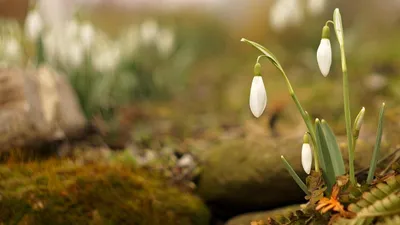 подснежник, горы, Алматы, Дмитрий Доценко , фото - Новости Zakon.kz от 01.01.2026 23:06