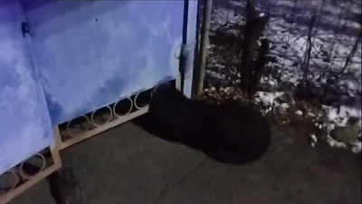 застрявшая собака, фото - Новости Zakon.kz от 02.01.2026 10:31