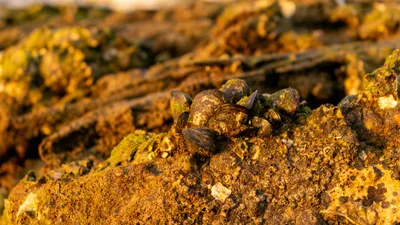 Пустыня, песок, металл, клад, фото - Новости Zakon.kz от 02.01.2026 06:40