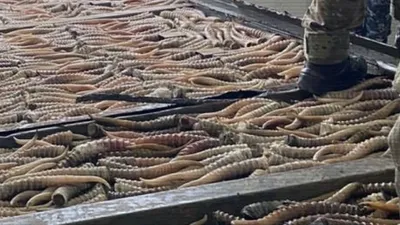 тысячи рогов сайги изъяли у браконьеров в двух областях Казахстана, фото - Новости Zakon.kz от 03.01.2026 10:17