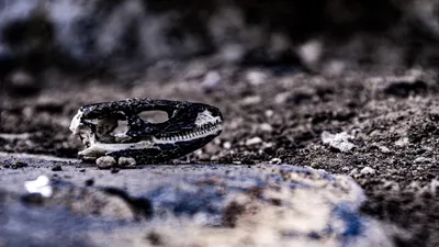 Мумия, скелет, фото - Новости Zakon.kz от 04.01.2026 02:59