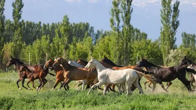 Ахалтекинская порода лошадей, фото - Новости Zakon.kz от 05.01.2026 06:00