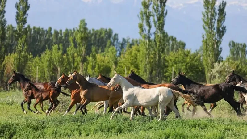 Символ 2026 года: как в Казахстане выращивают чистокровных ахалтекинцев