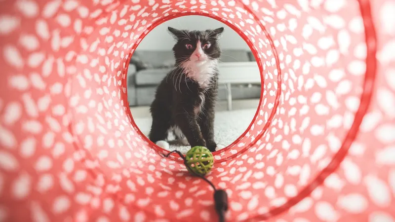 Как определить уровень интеллекта кошки, рассказали зоологи