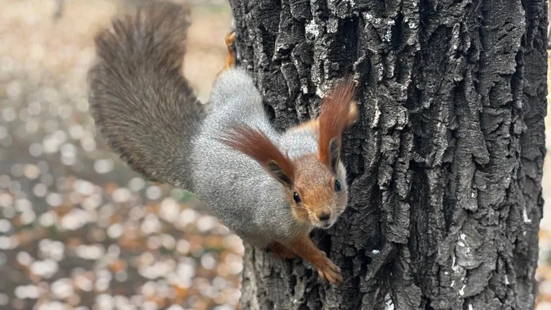 Сказочная белка в колпаке от фотографа из Алматы доказала, что без ИИ тоже красиво