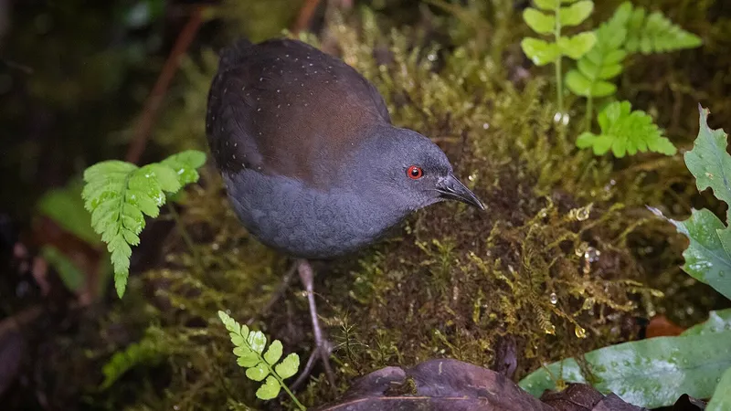 Хищная птица, исчезнувшая два века назад, вновь "ожила"