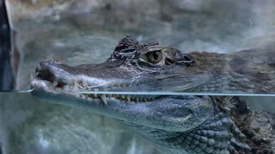 кайман, хищник, фото - Новости Zakon.kz от 05.01.2026 14:19