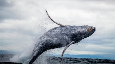 Кит летит над водой, фото - Новости Zakon.kz от 06.01.2026 04:59