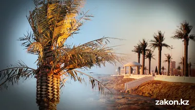 Быть или не быть: пластиковые пальмы на набережной вновь раскритиковали жители Актау