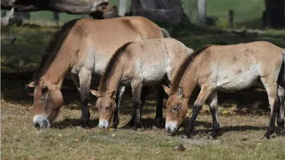 Алматинский зоопарк показал лошадь Пржевальского, фото - Новости Zakon.kz от 06.01.2026 20:27