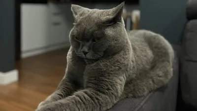 кот, британец, фото - Новости Zakon.kz от 06.01.2026 13:23