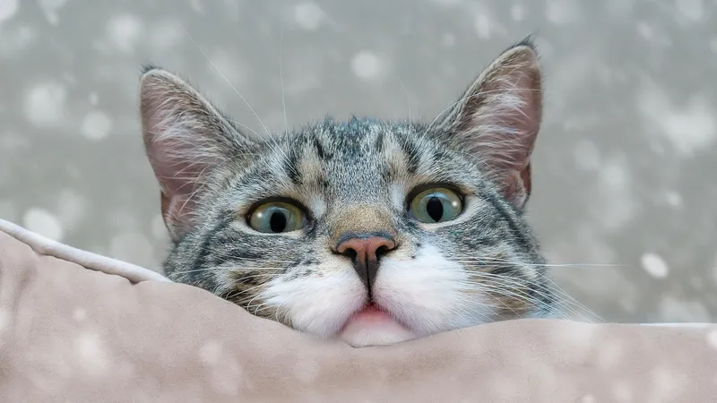 Радость кошки от снега умилила соцсети