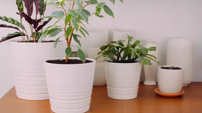 растения, эзотерика, дом, цветы , фото - Новости Zakon.kz от 07.01.2026 22:02