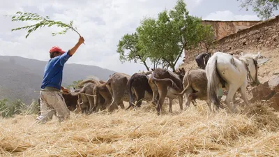 пастух, чабан, МСХ РК, армия, отсрочка, пенсионный возраст , фото - Новости Zakon.kz от 07.01.2026 22:44