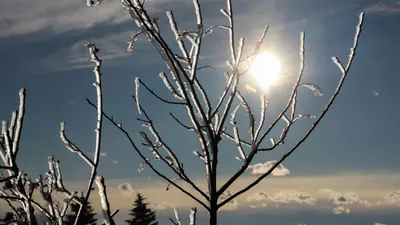 ветки, солнце, фото - Новости Zakon.kz от 08.01.2026 16:39