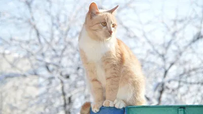 Четыре дня сидел: спасатели спустили рыжего кота с крыши торгового дома в Кызылординской области, фото - Новости Zakon.kz от 08.01.2026 11:01