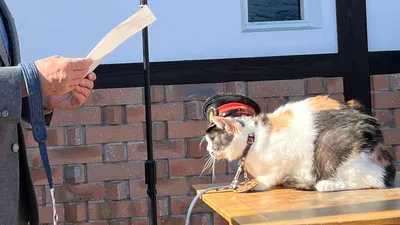 В Японии кошку назначили начальником вокзала, фото - Новости Zakon.kz от 09.01.2026 08:10