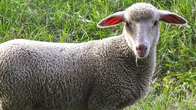 Овцы забежали в магазин в Германии, фото - Новости Zakon.kz от 09.01.2026 08:38