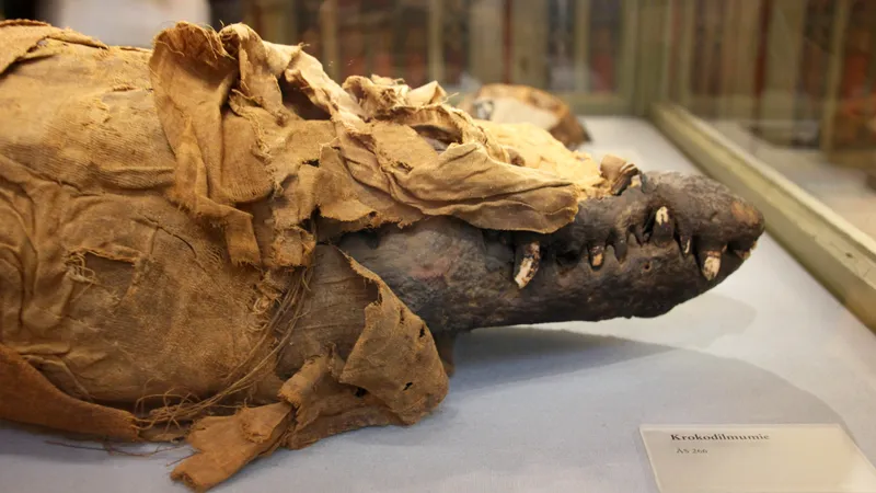 Ученых удивило содержимое желудка 3000-летней мумии крокодила