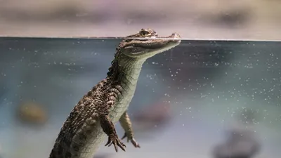 Вода, рептилия, плаванье, фото - Новости Zakon.kz от 12.01.2026 02:30