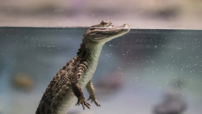 Ученые нашли крупнейшую в мире рептилию, способную переплыть океан без особых усилий