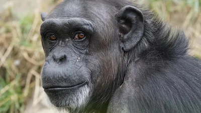 гениальная шимпанзе умерла в Японии, фото - Новости Zakon.kz от 13.01.2026 00:47