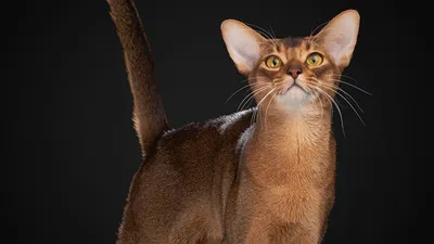 Рейтинг кошек, фото - Новости Zakon.kz от 13.01.2026 08:35