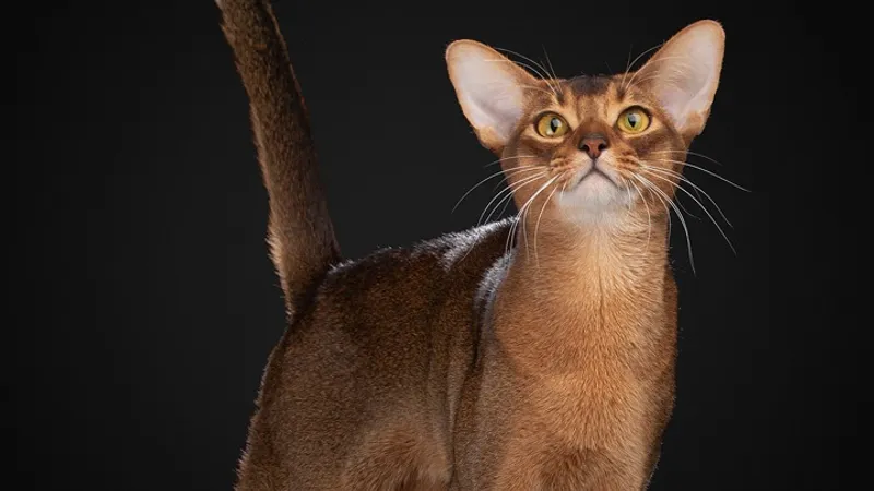 Кот из России возглавил рейтинг красивейших кошек мира