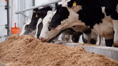 Немецкие голштины прибыли в СКО, фото - Новости Zakon.kz от 12.01.2026 11:32