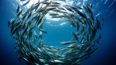 Рыбы, мойва, океан, фото - Новости Zakon.kz от 14.01.2026 02:59