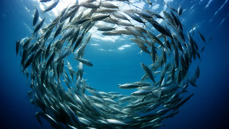 Миллионы рыб резко мигрировали из-за "вскипевшего" участка Атлантики