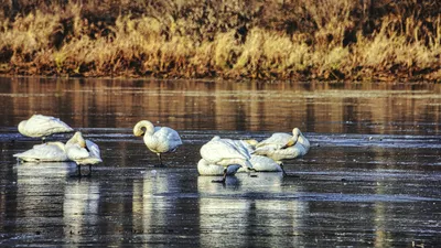 лебеди, птицы, фото - Новости Zakon.kz от 14.01.2026 16:31