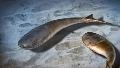 Рыбы, океан, дно, фото - Новости Zakon.kz от 14.01.2026 05:40