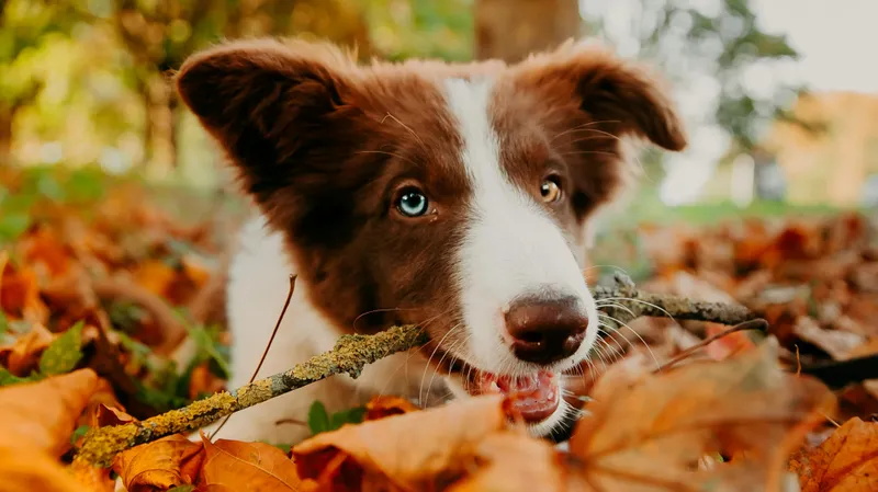 Что хочет сказать собака, когда грызет мебель