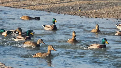 утки в Алматы, фото - Новости Zakon.kz от 14.01.2026 11:19